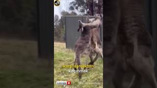 Kanguruların insanlarla karşılaşmaları kanguru belgesel wildlife [upl. by Jamaal]