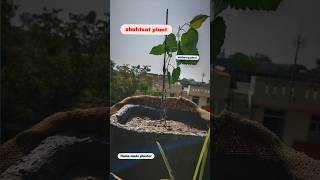 mulberry plant shahtoot plant reporting mulberrytree shahtoot gardening trendingshorts [upl. by Magdau]