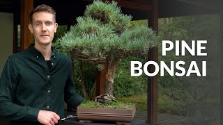 Pine Bonsai trees Pinus [upl. by Seka]