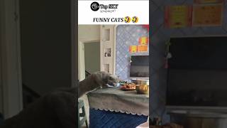 FUNNY CATS😮Episode 329shortscat funny pets trynottolaugh [upl. by Tocci]