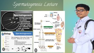 Spermatogenesis Concepts [upl. by Saleme]