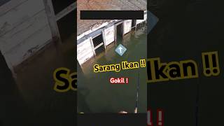 Spot mancing di rumah yang tenggelam  🥶 fishing amazing inspiration inspirational story [upl. by Skoorb306]