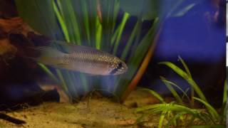 Apistogramma Megaptera [upl. by Dahsar]