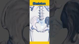 Skeleton skeletal system pelvic region medicine humananatomy pharmamcqs [upl. by Holly]