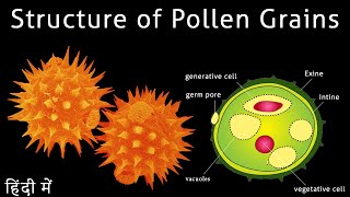 Structure of pollen grains I Structure of pollen grain class 12 I Scientech Biology I [upl. by Mavilia]