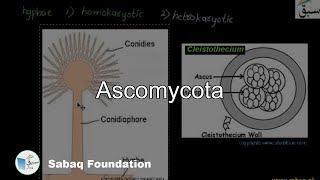 Ascomycota Biology Lecture  Sabaqpk [upl. by Ayotas]