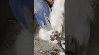 Trimming Overgrown Ergots on a 12 Draft Horse horse farrier hoofcare hoof oddlysatisfying [upl. by Healion685]