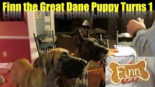 Great Dane Puppy Turns ONE  Finn the Great Dane [upl. by Kirenoj]