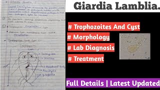 Giardia lamblia  giardia lamblia life cycle [upl. by Acey]