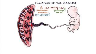 Understanding the Placenta [upl. by Tomasz]