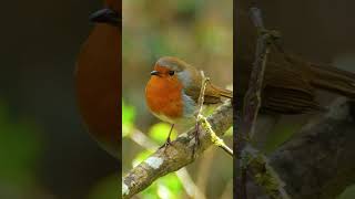 European Robin Quick Warbling Song  Bird Sounds shorts [upl. by Hibbitts]