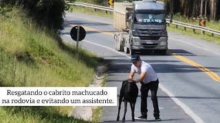 Resgatando o cabrito machucado na rodovia [upl. by Herrick]