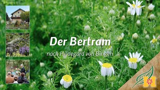 Der Bertram bei Hildegard von Bingen [upl. by Swart]