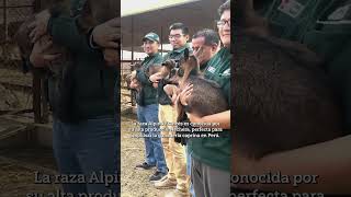 🐐✨ ¡Nacieron 25 cabritas de primera en Huaral 🍼🌱 [upl. by Kristien]