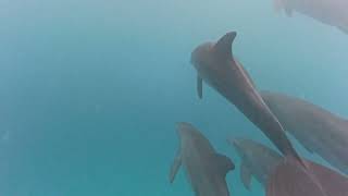 Mnemba Dolphins Tour Zanzibar [upl. by Rodmur888]