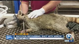 Raccoon recovering shot with arrow [upl. by Anaek644]