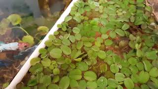 Water spangles water fern with bettas [upl. by Heintz]