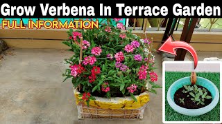 Grow Verbena Plant From Seeds In Pot 🤩SEED TO FLOWERINGबीज से वर्बेना उगाएं Full Information😃 [upl. by Favian]