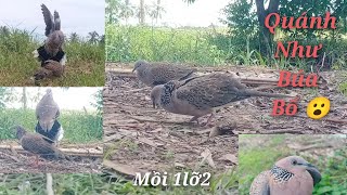 Bẩy Chim Cu Gáy Sóc Trăng🇻🇳 bổi Hòa Tú 17102024🐦 [upl. by Ylliw]