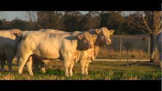 Palgrove Charolais overview video in English [upl. by Rooke834]