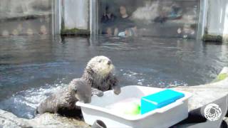 Kit the Sea Otter Pup Investigating Ice [upl. by Atsira61]