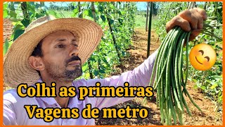 🧐Fazendo a parreira da vagem em túnel 🤔colhi vagens para experimentar [upl. by Justino]