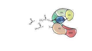 Fatty Acid Synthesis  Fatty acid synthase [upl. by Ader]