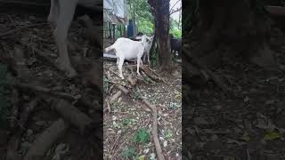 Goats eating pouteria lucuma leaves goatfarming goatlovers goatlife provincelife happylife [upl. by Aneeb]