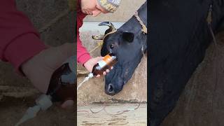 Intravenous calborol infusion in jugular veincattle IV cannulation procedureiv saline in a cow [upl. by Attaynik]