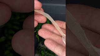 CRESTED GECKO left me TAIL SHED shorts [upl. by Einnov]