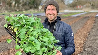 RØDBEDER SALAT SPIDSKÅL OG GLASKÅL FORSPIRING OG UDPLANTNING [upl. by Kcorb384]