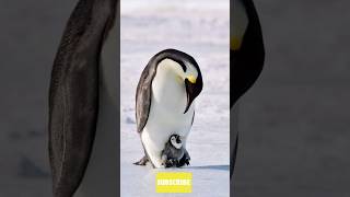 Penguin in Antarctica facts penguin animals animalfacts youtubeshorts [upl. by Seuqram]