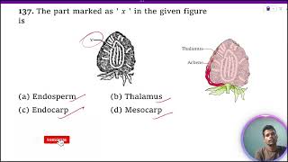 The part marked as ‘x’ in the given figure is 1 Endosperm 2 Thalamus 3 Endocarp 4 Mesocarp [upl. by Laks]