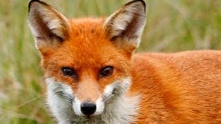 Fox Gene Study Could Make ANY ANIMAL Your Pet [upl. by Esille]