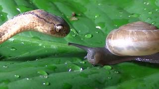 Keeled Slug Snake eats snail [upl. by Odnomra]