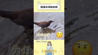 小鳥原來防水啊鳥類 冷知識 萬萬想不到 搞笑 [upl. by Nnaycart]