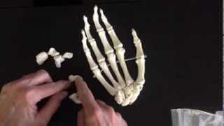 Prof Wilson on the bones of the forearm and hand See all Prof Wilson videos [upl. by Dustan]