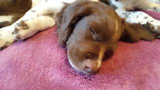 Night night puppies ESS English Springer Spaniel puppies 85 weeks old [upl. by Carr]