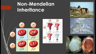 NonMendelian Inheritance [upl. by Nilac]