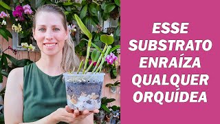 Esse é o melhor substrato para enraizar as orquídeas [upl. by Haissi]