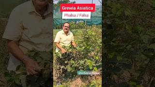 Phalsa Falsa  Grewia Asiatica Tropical Superfruit  फालसा स्वादिष्ट फल के अद्भुत स्वास्थ्य लाभ [upl. by Julita]