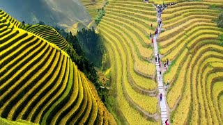 CHINAS UNBELIEVABLE RICE TERRACES TURNED INTO STUNNING TOURIST ATTRACTIONS [upl. by Taka724]