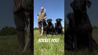 Super fast Labrador Retriever Gundog Training dog [upl. by Ramgad]