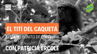 EL TITÍ DEL CAQUETÁ EL MONO BONITO DE COLOMBIA Ep4 T3 Diosa Gaia con Patricia Ércole [upl. by Keli]