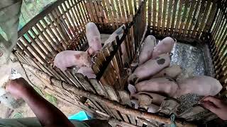 Nag aagawan sa Pagkain Ang mga Baboy Namin [upl. by Ahsino]