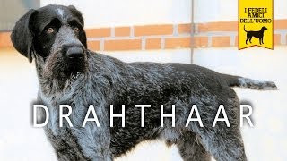 DRAHTHAAR trailer documentario [upl. by Nayk]