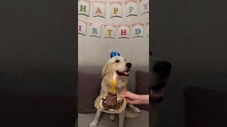 Teddy’s first birthday 🐕🎂🎉🎊❤️ [upl. by Thinia]