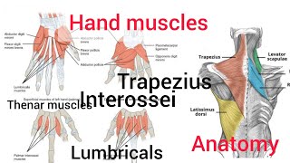 Intrinsic muscles of hand in tamil  anatomy trapeziuslevator scapulaelatissimus dorsi thenar [upl. by Bartosch140]