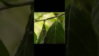 How Birds Make Nests Tailorbird nest Making AAYAMEDUCATION [upl. by Nored]