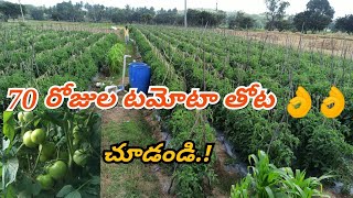 tomato agriculture amp cultivation process 70 days tomato agriculture telugu [upl. by Lucie190]